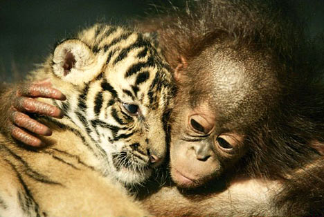 tiger-orangutan_1.jpg