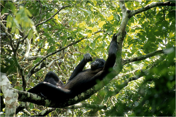 bonobo-relaxing.jpg