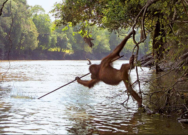 orangutan-tool-use-fishing.jpg