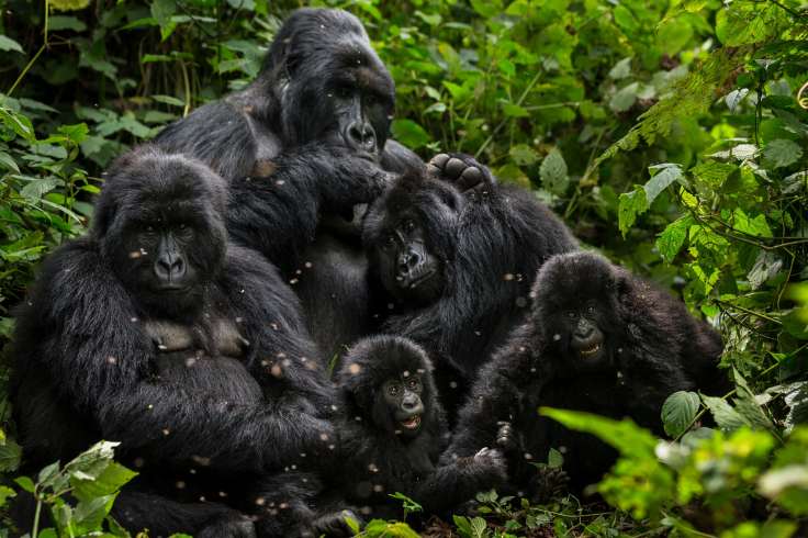The rise in mountain gorilla numbers is a success for intensive conservation work in a troubled region. Photograph: Brent Stirton/WWF